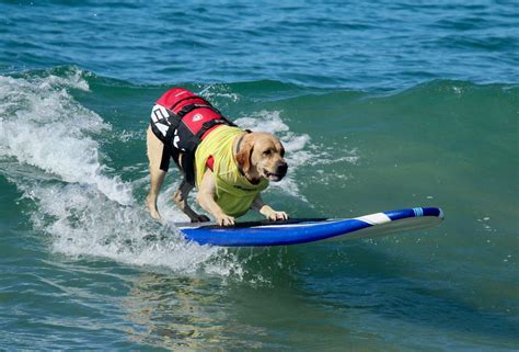 Where To Watch The World Dog Surfing Championships In