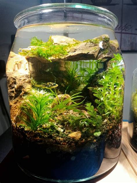 Jar Scapeaquascapescape Tank Pet Supplies Homes And Other Pet