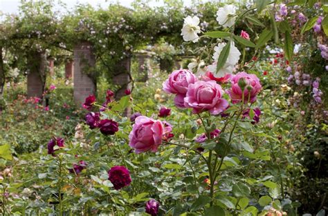 Planting Roses How To Grow A Rose Garden Real Homes
