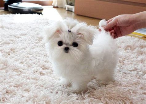 Charming Teacup Maltese Puppies For Adoption Houston Animal Pet