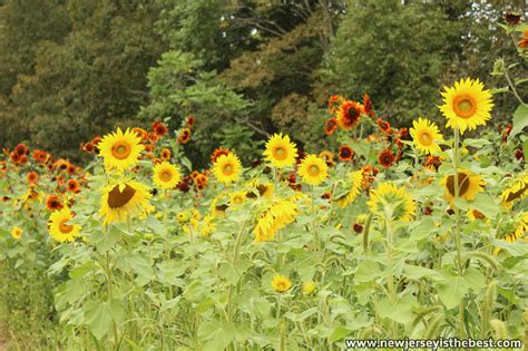 Maybe you would like to learn more about one of these? Sunflowers in the Sussex County Sunflower Maze at Liberty ...