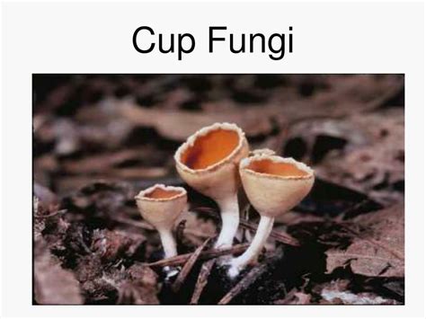 Ppt Fungi Powerpoint Presentation Free Download Id343296