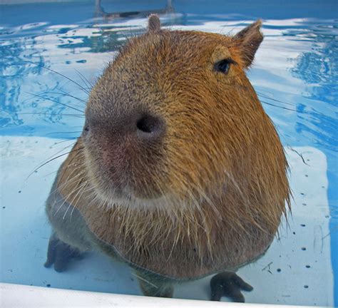 Nos Petits Freres Les Animaux Les Capybaras
