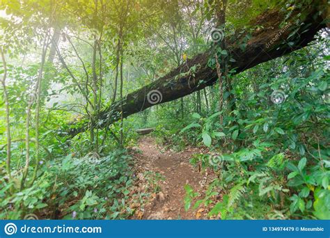 Fallen Tree In Tropical Rainforest Plants Stock Image