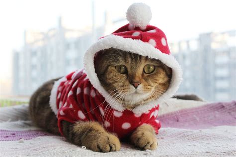 This subreddit is for cute pictures of cats wearing clothes. A Festive How To: Get Your Pet Ready For Christmas