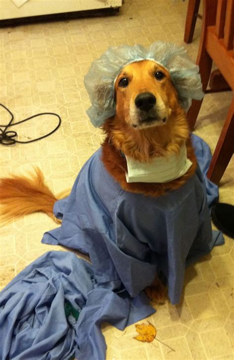 Dr Nick The Golden Retriever Cute Dog Halloween Costumes