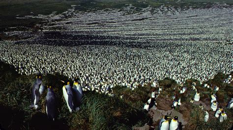 Largest King Penguin Colony In The World Drops By 90 The New York Times