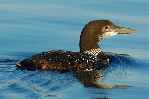 Common Loon (Great Northern Loon)