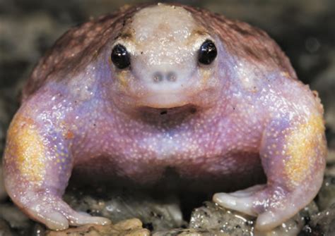 The Top 25 Ugliest Animals On Earth Owlcation