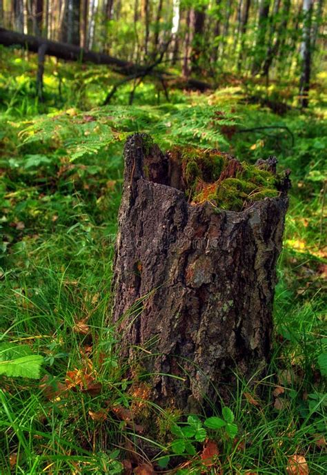 Old Stump In Autumn Forest Stock Photo Image Of Growth 104770710