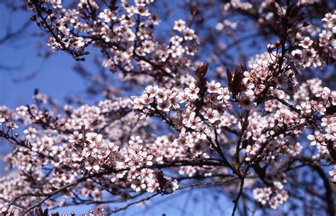 Check spelling or type a new query. Plum, Newport Flowering - TheTreeFarm.com
