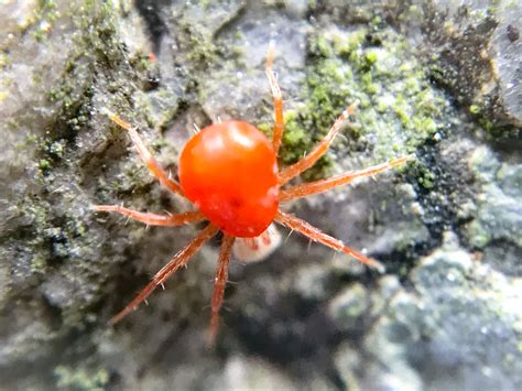 This Red Creature Should Be A Baby Spider Please Let Us Know If Not