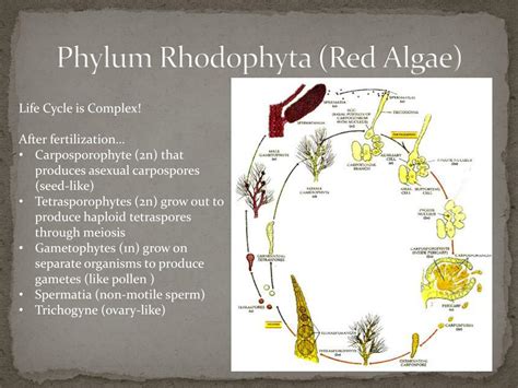 Rhodophyta Life Cycle