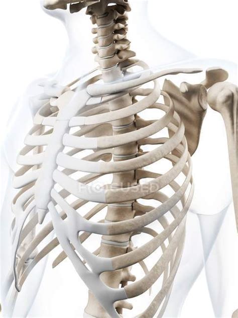 Human Rib Cage Anatomy — Human Anatomy 3d Stock Photo 160229666