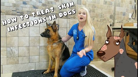How To Treat Skin Infections In Dogs Pyoderma Youtube