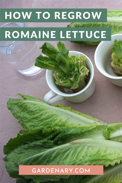 How To Regrow Romaine Lettuce Gardenary
