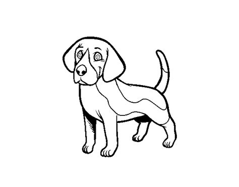Dibujo De Perro Beagle Para Colorear Dibujos Net Sexiz Pix