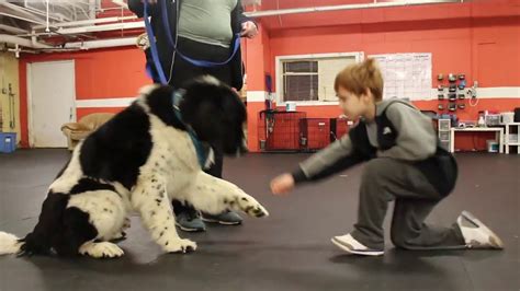 Dog Training Trick Training Solid K9 Training Dog Training Youtube