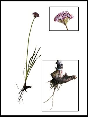 AgroAtlas - Relatives - Allium dauricum Friesen - Daurian onion.