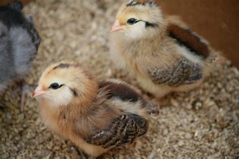 The silver color of ameraucana chickens is notoriously slow to develop. Baby Chicks - Paging Supermom