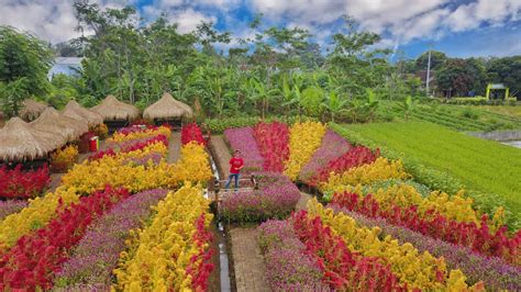 Tanaman bunga portulaca memiliki bentuk yang pendek dengan rumput berbunga cantik 8. Menikmati Pesona Keindahan Wisata Taman Bunga Pandeglang ...