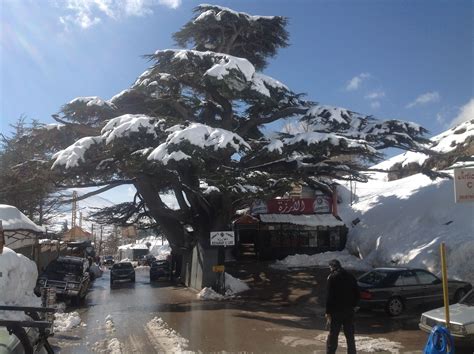 The Cedar Trees At The Top Of The Mountain In Lebanon Thats Where