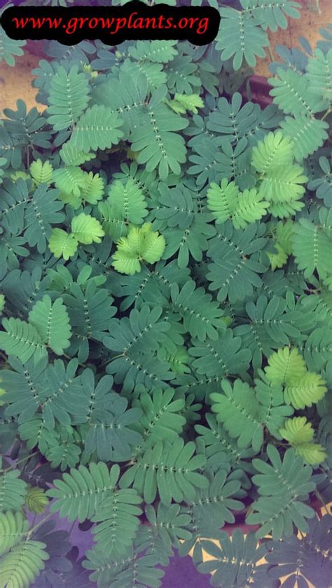 Mimosa Pudica How To Grow And Care