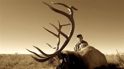 Arizonas Rifle Bull Elk Hunt Youtube