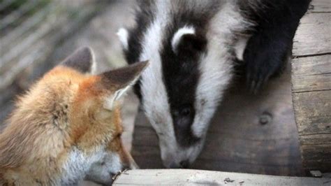 Billie The Badger And Pixie The Fox Nat Geo Wild Unlikely Animal