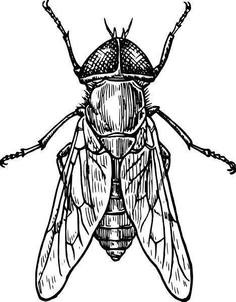 Black and white mosquito clipart. Gadfly Insect Clip Art at Clker.com - vector clip art ...