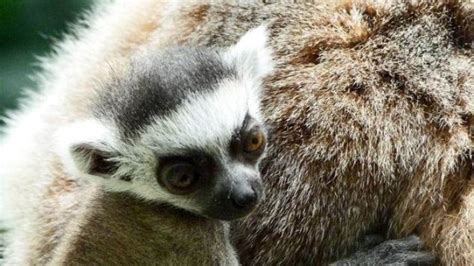 We truly believe that purchasing a personalised baby gift from moosh kids is purchasing a gift for life. Baby lemurs born at Melbourne Zoo | Melbourne zoo, Lemur, Zoo