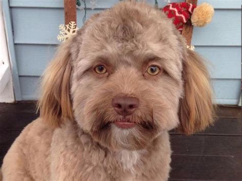 This Dog Has An Oddly Human Like Face And People Are Shocked Express