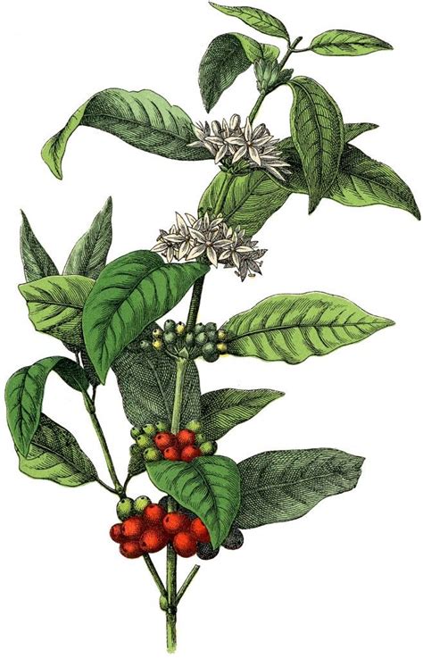 Coffee Plant Drawing ~ Plant Coffee Getdrawings Drawing Dekorisori