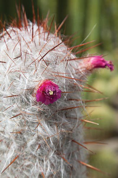 The cactus can grow up to 8 inches (20 cm) in diameter and 23 feet (7 m) tall. A Waterwise Cactus Garden, Photo Gallery - Gallery ...