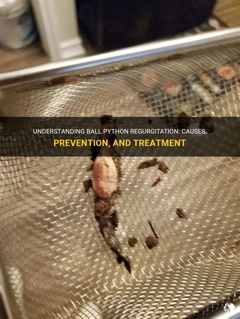 Understanding Ball Python Regurgitation Causes Prevention And