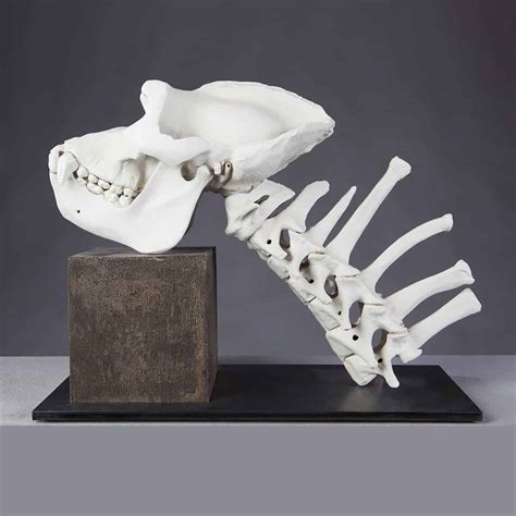 James Webster Porcelain Gorilla Skeleton No 3 2014 Nicholas