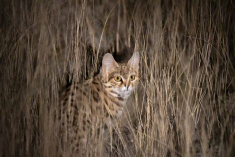 9 Fascinating Facts About Black Footed Cats Africa Geographic
