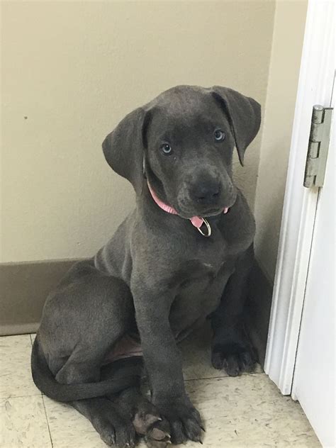 Grey Great Dane Pitbull Mix Bleumoonproductions