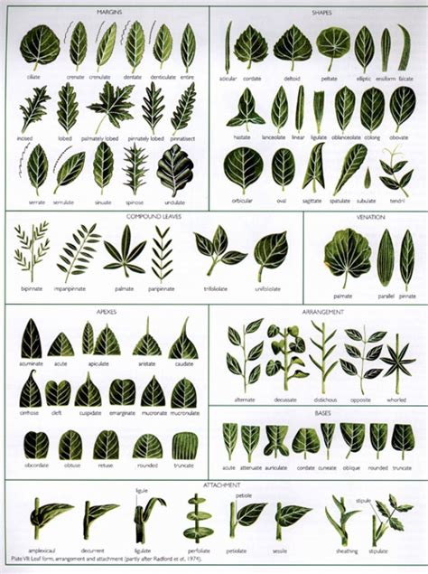 Printable Leaf Identification Chart Printable Word Searches