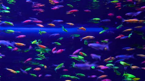 Vibrant Neon Fish In Aquarium Stock Footage Sbv 323245271 Storyblocks
