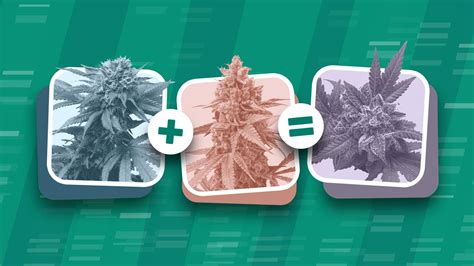 Cannabis 101 Educational Information And Resources Leafly