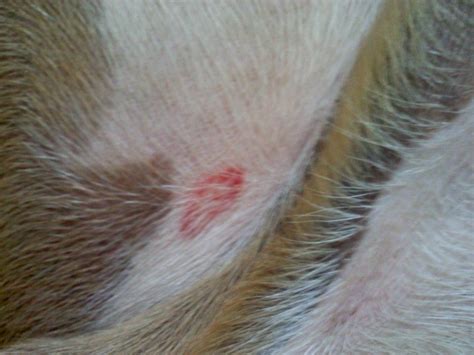 Multiple Tick Looking Bites On My Dog