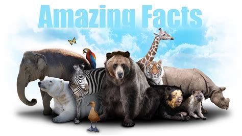 These 10 Animal Facts Will Amaze You Youtube