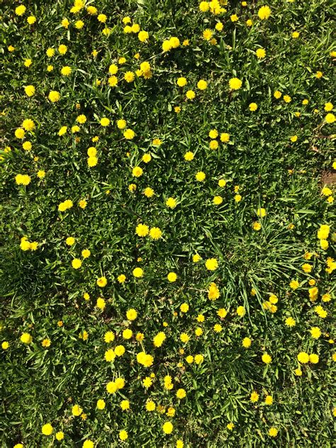 Nine common weeds are the bane of most homeowners. Lawn Weed With Yellow Flowers | MyCoffeepot.Org