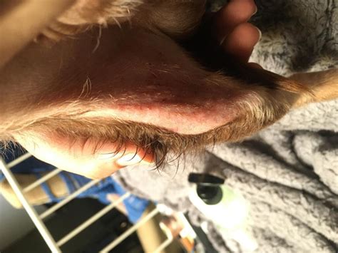 My Dog Has A Dry Spot On The Skin Of His Right Hind Leg We Have