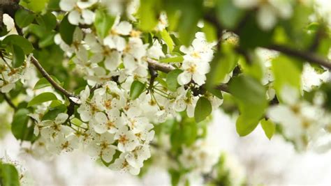 White Flowering Cherry In Spring Flowering Tree In Spring And Early