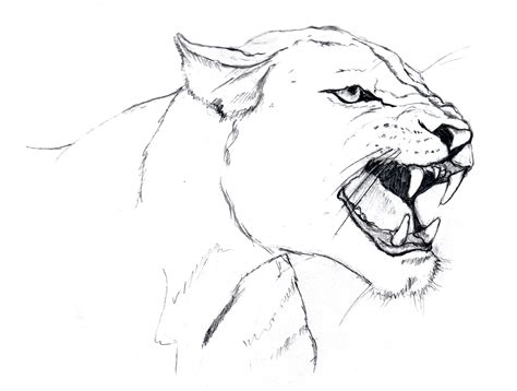 Realistic Lion Roaring Coloring Pages Coloring Pages