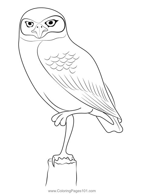 Burrowing Owl 2 Coloring Page For Kids Free Owls Printable Coloring