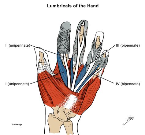 The Hand Anatomy