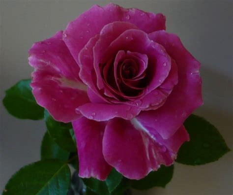 Rose Information - Mornington Botanical Rose Gardens Inc